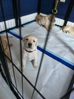 Reno (Red Collar), a male Labrador Retriever for sale in Glen Burnie, MD – Photo 5 of 10