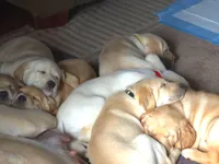 Honey (Yellow Collar), a female Labrador Retriever for sale in Glen Burnie, MD – Photo 3 of 9