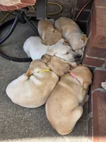 Honey (Yellow Collar), a female Labrador Retriever for sale in Glen Burnie, MD – Photo 5 of 9