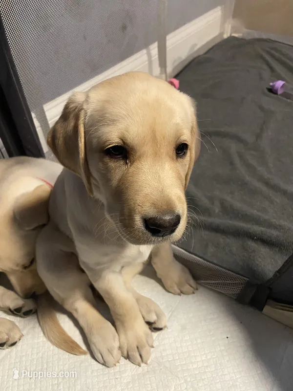 Honey (Yellow Collar) – Labrador Retriever puppy for sale in Glen Burnie, MD