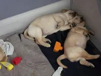 Honey (Yellow Collar), a female Labrador Retriever for sale in Glen Burnie, MD – Photo 4 of 9