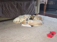 Honey (Yellow Collar), a female Labrador Retriever for sale in Glen Burnie, MD – Photo 2 of 9