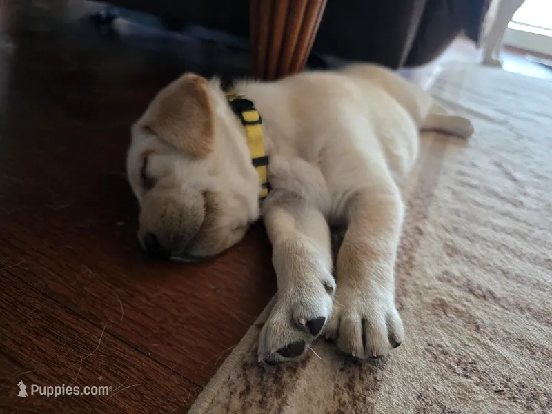 Honey (Yellow Collar) – Labrador Retriever puppy for sale in Glen Burnie, MD