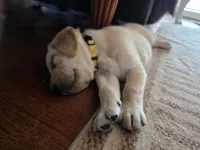 Honey (Yellow Collar), a female Labrador Retriever for sale in Glen Burnie, MD – Photo 1 of 9