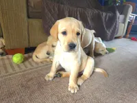 Rosie (Pink Collar), a female Labrador Retriever for sale in Glen Burnie, MD – Photo 6 of 10