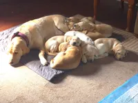 Rosie (Pink Collar), a female Labrador Retriever for sale in Glen Burnie, MD – Photo 9 of 10