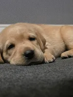 Rosie (Pink Collar), a female Labrador Retriever for sale in Glen Burnie, MD – Photo 5 of 10