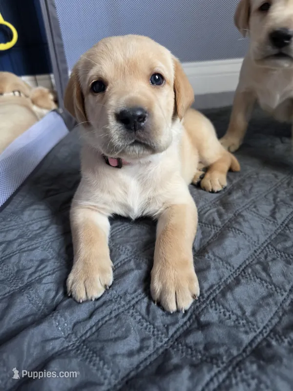 Rosie (Pink Collar) – Labrador Retriever puppy for sale in Glen Burnie, MD