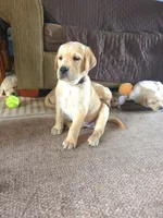 Rosie (Pink Collar), a female Labrador Retriever for sale in Glen Burnie, MD – Photo 7 of 10