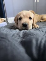 Rosie (Pink Collar), a female Labrador Retriever for sale in Glen Burnie, MD – Photo 3 of 10