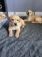 Rosie (Pink Collar), a female Labrador Retriever for sale in Glen Burnie, MD – Photo 4 of 10