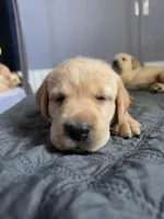 Rosie (Pink Collar), a female Labrador Retriever for sale in Glen Burnie, MD – Photo 2 of 10