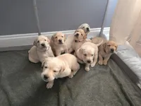 Rosie (Pink Collar), a female Labrador Retriever for sale in Glen Burnie, MD – Photo 8 of 10