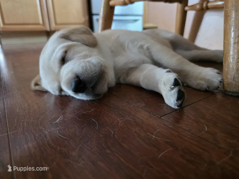 Brody (Brown Collar) – Labrador Retriever puppy for sale in Glen Burnie, MD