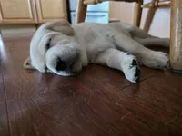 Brody (Brown Collar), a male Labrador Retriever for sale in Glen Burnie, MD – Photo 1 of 10