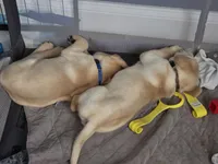 Brody (Brown Collar), a male Labrador Retriever for sale in Glen Burnie, MD – Photo 8 of 10