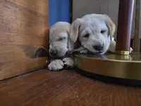 Brody (Brown Collar), a male Labrador Retriever for sale in Glen Burnie, MD – Photo 7 of 10
