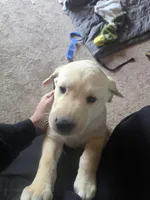Brody (Brown Collar), a male Labrador Retriever for sale in Glen Burnie, MD – Photo 5 of 10