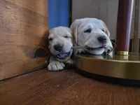 Brody (Brown Collar), a male Labrador Retriever for sale in Glen Burnie, MD – Photo 6 of 10