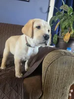 Brody (Brown Collar), a male Labrador Retriever for sale in Glen Burnie, MD – Photo 4 of 10