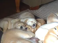 Brody (Brown Collar), a male Labrador Retriever for sale in Glen Burnie, MD – Photo 3 of 10