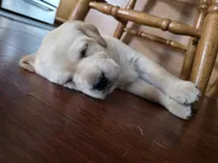 Brody (Brown Collar), a male Labrador Retriever for sale in Glen Burnie, MD – Photo 2 of 10