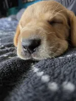 Cooper (Blue Collar), a male Labrador Retriever for sale in Glen Burnie, MD – Photo 2 of 10