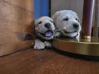 Cooper (Blue Collar), a male Labrador Retriever for sale in Glen Burnie, MD – Photo 4 of 10