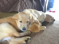 Cooper (Blue Collar), a male Labrador Retriever for sale in Glen Burnie, MD – Photo 5 of 10