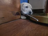 Cooper (Blue Collar), a male Labrador Retriever for sale in Glen Burnie, MD – Photo 3 of 10