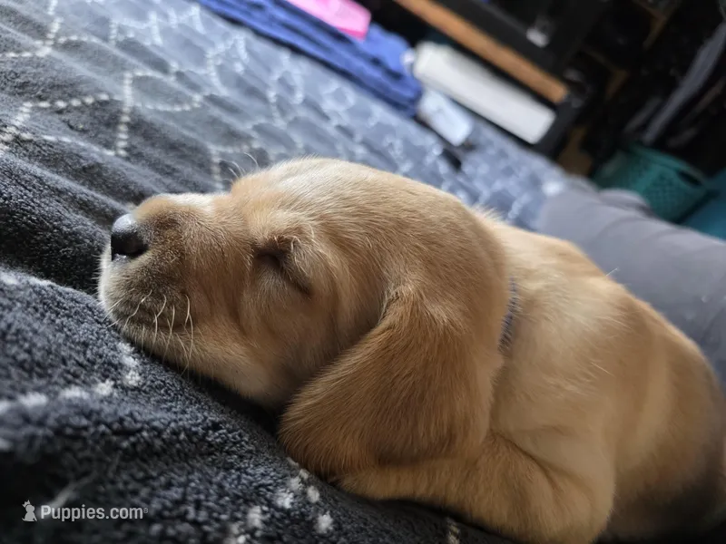 Cooper (Blue Collar) – Labrador Retriever puppy for sale in Glen Burnie, MD