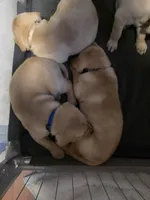 Cooper (Blue Collar), a male Labrador Retriever for sale in Glen Burnie, MD – Photo 6 of 10