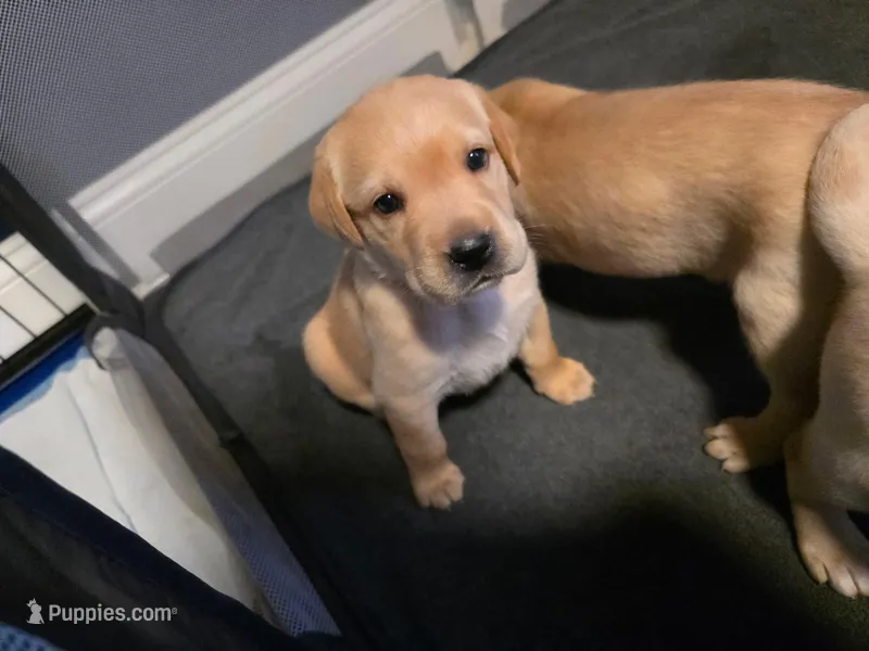 Cooper (Blue Collar) – Labrador Retriever puppy for sale in Glen Burnie, MD