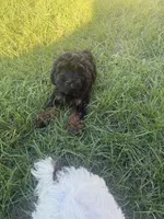 Jade, a female Shihpoo for sale in Jacksonville, FL – 2 of 4