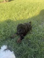 Jade, a female Shihpoo for sale in Jacksonville, FL – 3 of 4