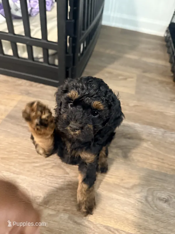 Jade – Shihpoo puppy for sale in Jacksonville, FL