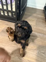 Jade, a female Shihpoo for sale in Jacksonville, FL – 1 of 4