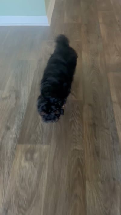 Jade, a female Shihpoo for sale in Jacksonville, FL – 4 of 4