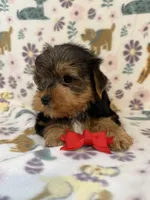 Red boy , a male Yorkshire Terrier for sale in Dahlonega, GA – 3 of 4