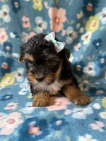 Roxy, a female Yorkshire Terrier for sale in Dahlonega, GA – 6 of 6