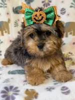 Skye, a female Yorkshire Terrier for sale in Dahlonega, GA – 1 of 3