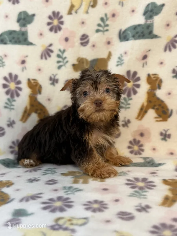 TINY Turbo – Yorkshire Terrier puppy for sale in Dahlonega, GA