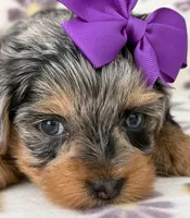 Ruby, a female Yorkshire Terrier for sale in Dahlonega, GA – Photo 2 of 4