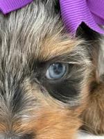 Ruby, a female Yorkshire Terrier for sale in Dahlonega, GA – Photo 4 of 4