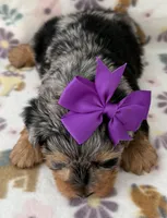 Ruby, a female Yorkshire Terrier for sale in Dahlonega, GA – Photo 3 of 4