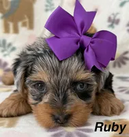 Ruby, a female Yorkshire Terrier for sale in Dahlonega, GA – Photo 1 of 4