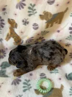 Rocky, a male Yorkshire Terrier for sale in Dahlonega, GA – 5 of 5