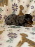 Rocky, a male Yorkshire Terrier for sale in Dahlonega, GA – 2 of 5