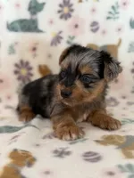 Rusty, a male Yorkshire Terrier for sale in Dahlonega, GA – 4 of 4