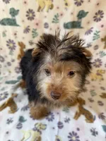 Blonde/Chocolate Male, a male Yorkshire Terrier for sale in Dahlonega, GA – 3 of 4